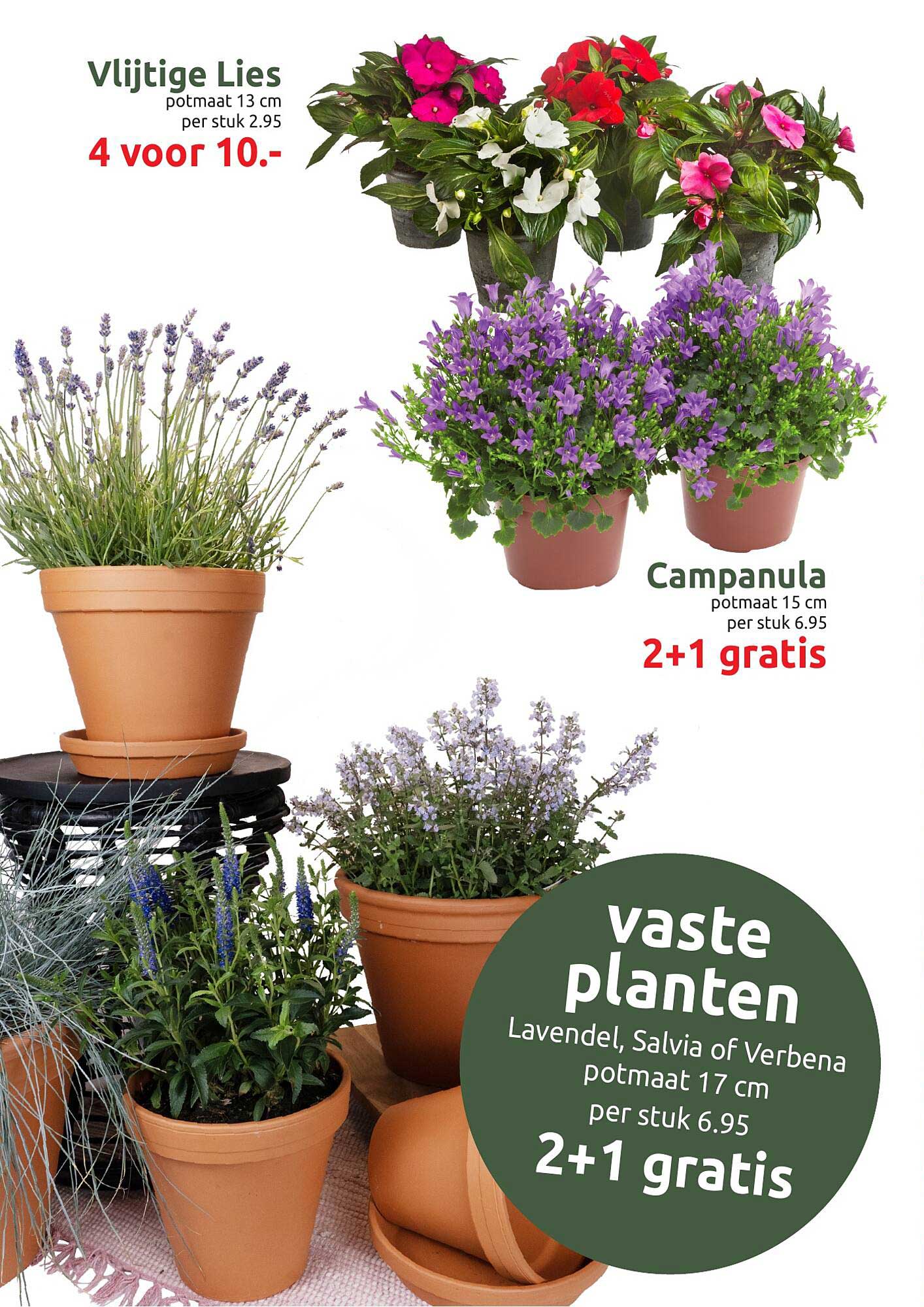 Vlijtige Lies potmaat 13 cm 4 voor 10.-