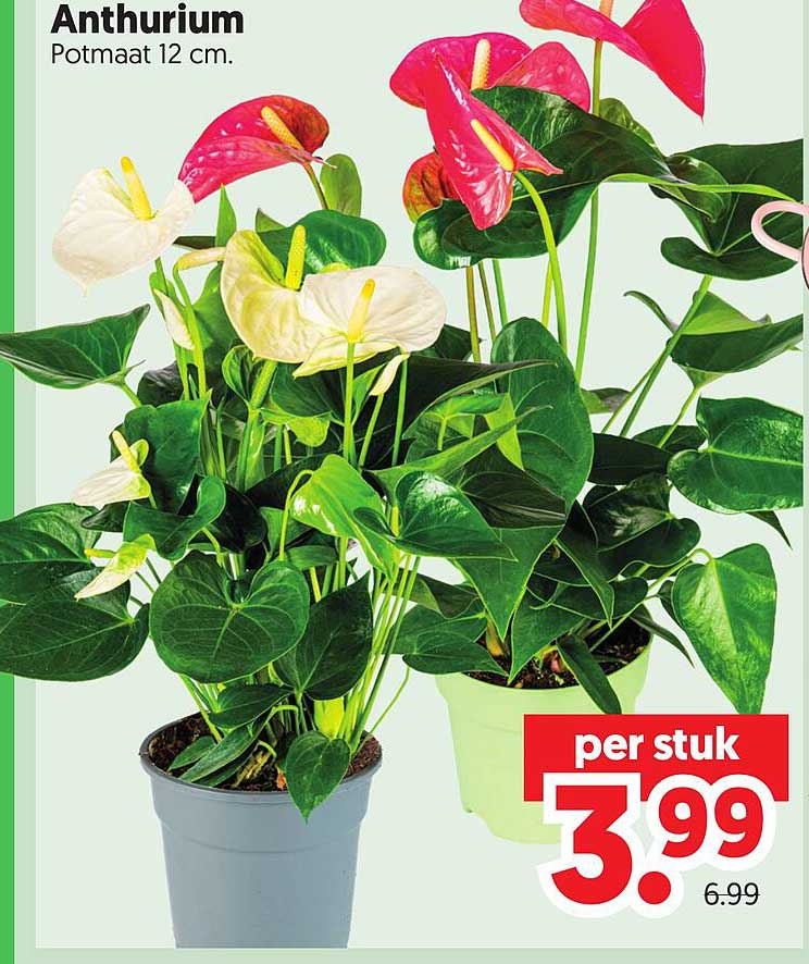 Anthurium Potmaat 12 cm. per stuk
