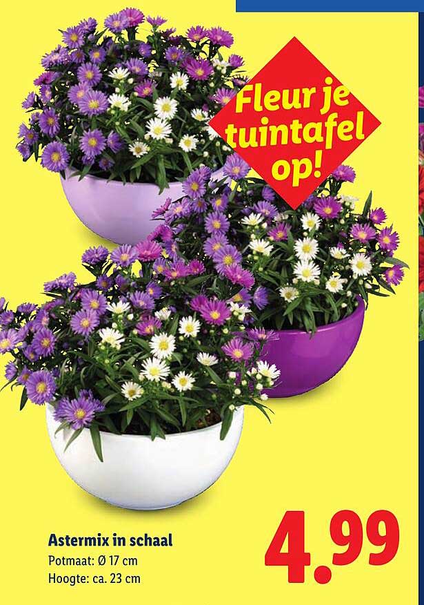 Astermix in schaal