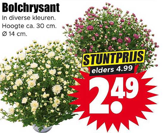 Bolchrysant