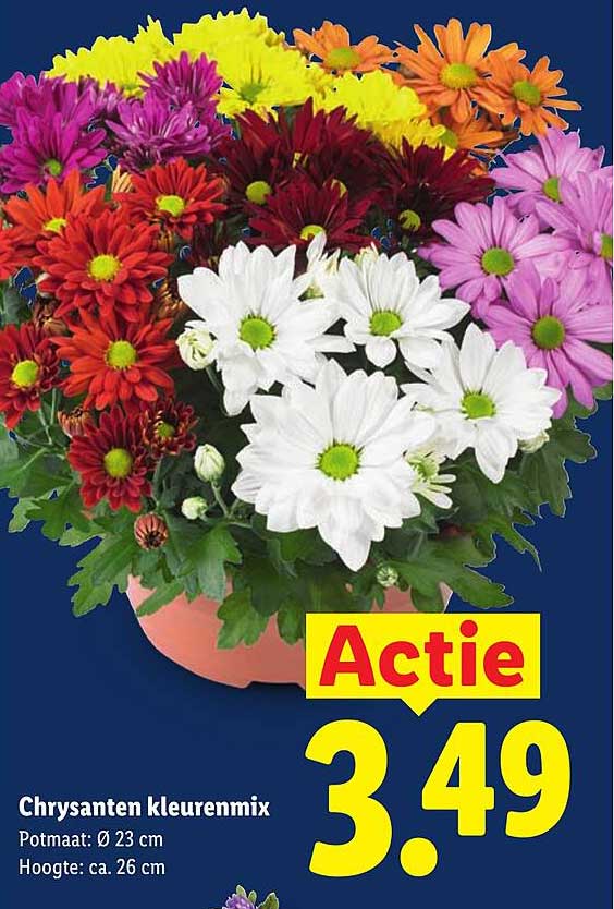 Chrysanten kleurenmix Actie