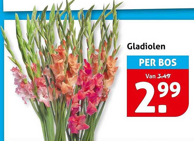 Gladiolen PER BOS