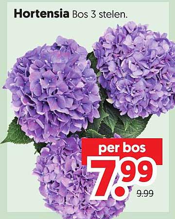 Hortensia Bos 3 stelen.