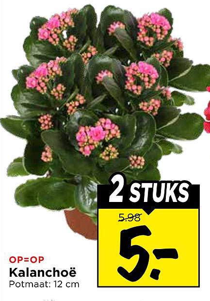 Kalanchoë Potmaat: 12 cm 2 STUKS