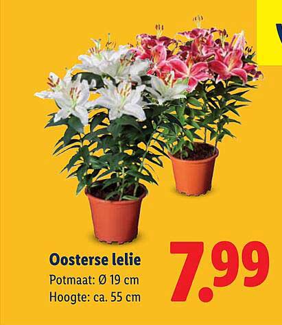 Oosterse lelie