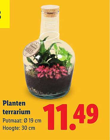 Planten terrarium