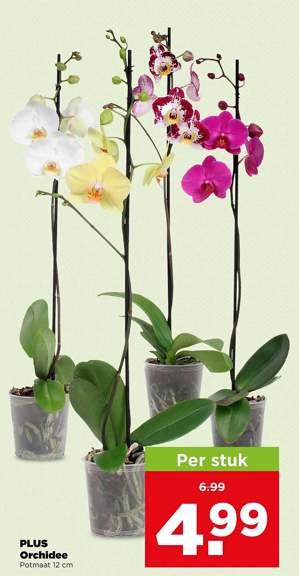PLUS Orchidee Potmaat 12 cm