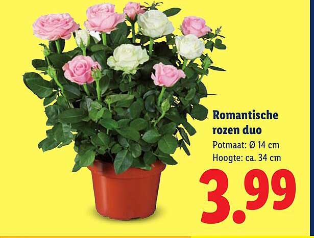 Romantische rozen duo