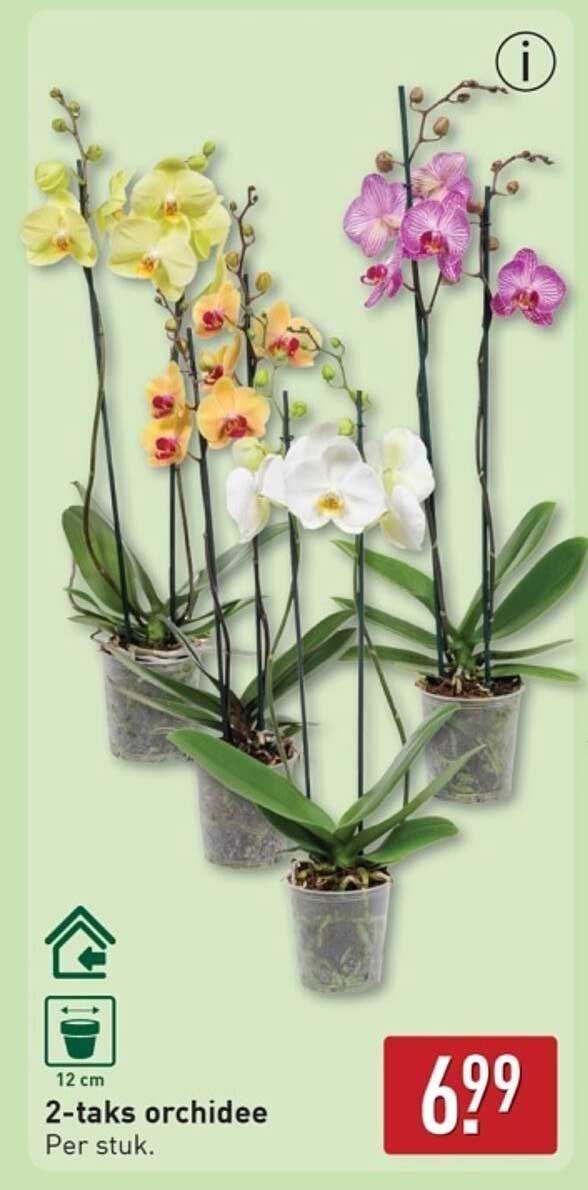 2-taks orchidee per stuk