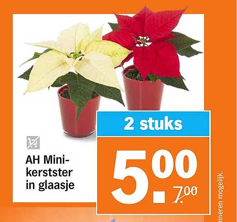 AH Mini-kerstster in glaasje