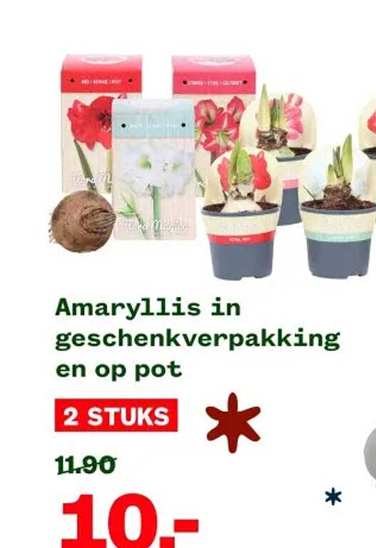 Amaryllis in geschenkverpakking en op pot - 2 STUKS