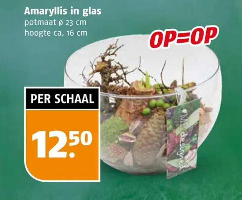 Amaryllis in glas