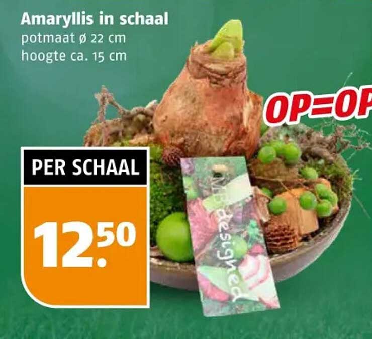 Amaryllis in schaal