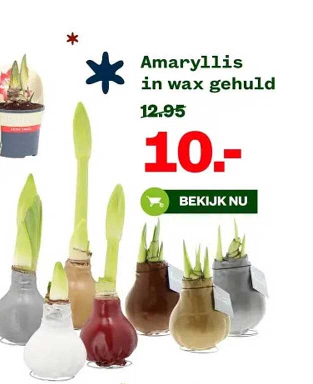 Amaryllis in wax gehuld