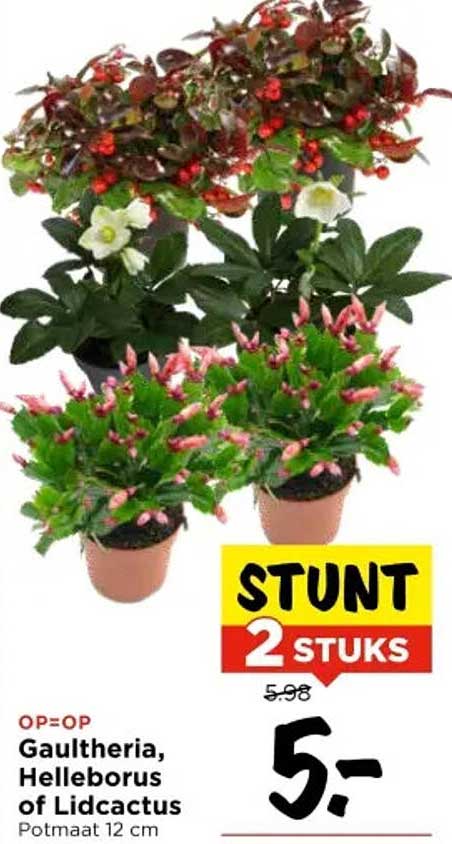Gaultheria, Helleborus of Lidcactus - 2 stuks voor €5,-