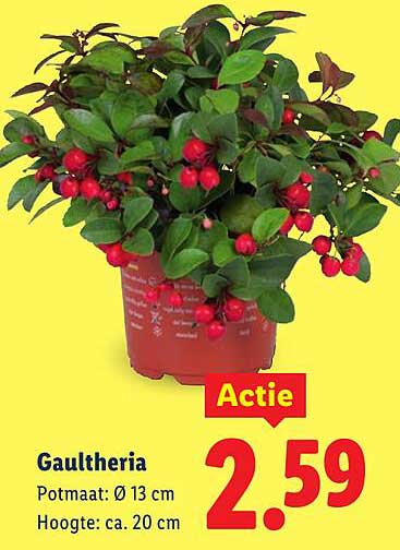 Gaultheria