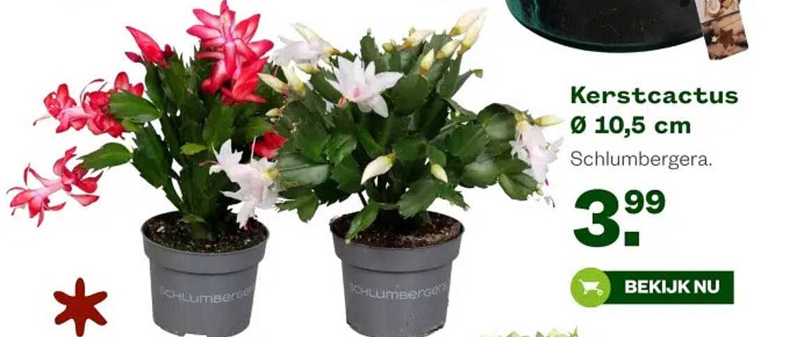 Kerstcactus Ø 10,5 cm Schlumbergera