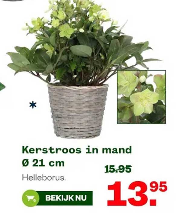 Kerstroos in mand Ø 21 cm