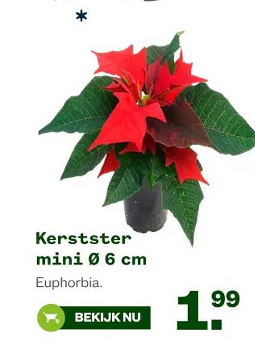 Kerstster mini Ø 6 cm