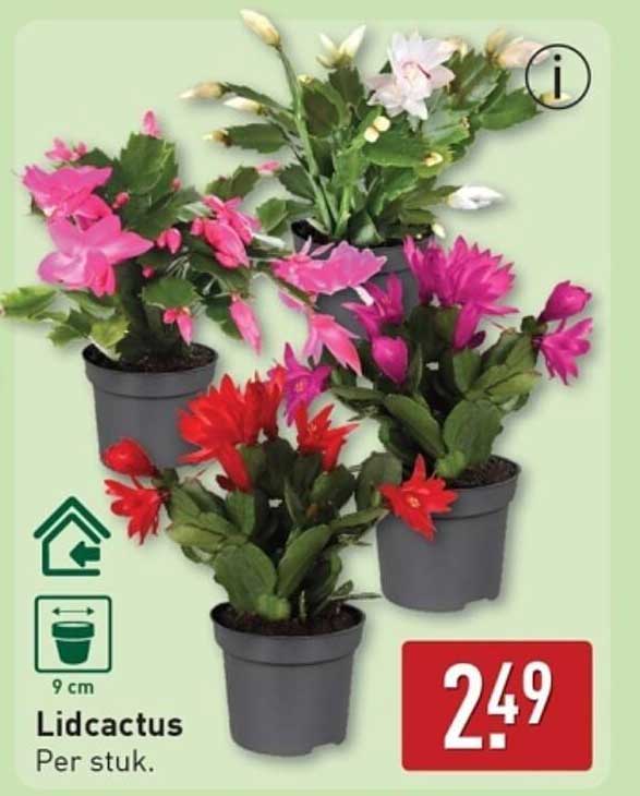 Lidcactus Per stuk.