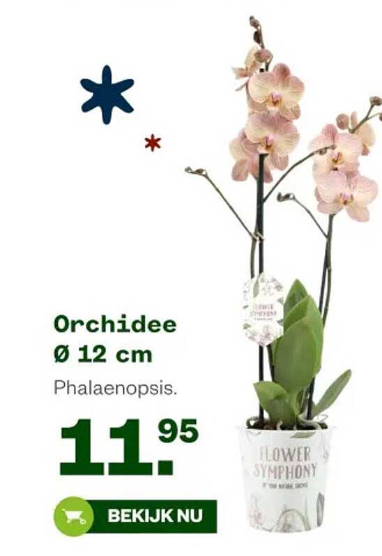 Orchidee Ø 12 cm Phalaenopsis.