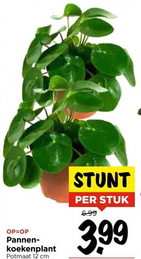 Pannenkoekenplant Per stuk