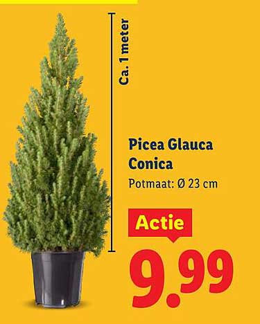 Picea Glauca Conica
