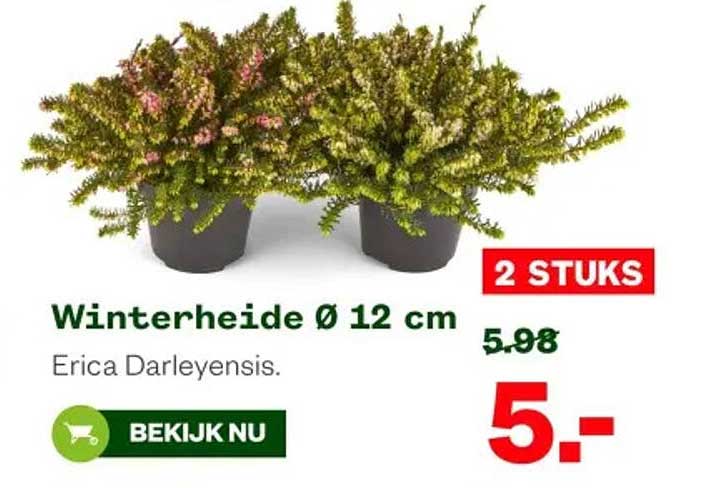 Winterheide Ø 12 cm