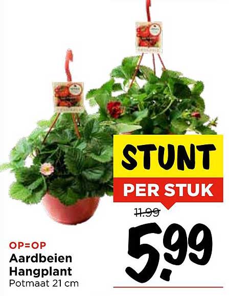 Aardbeien Hangplant