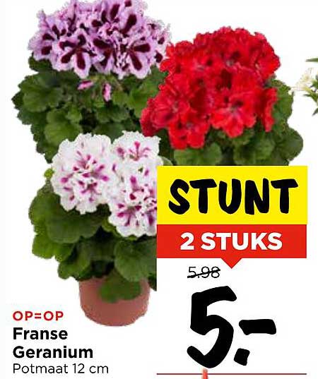Franse Geranium 2 stuks