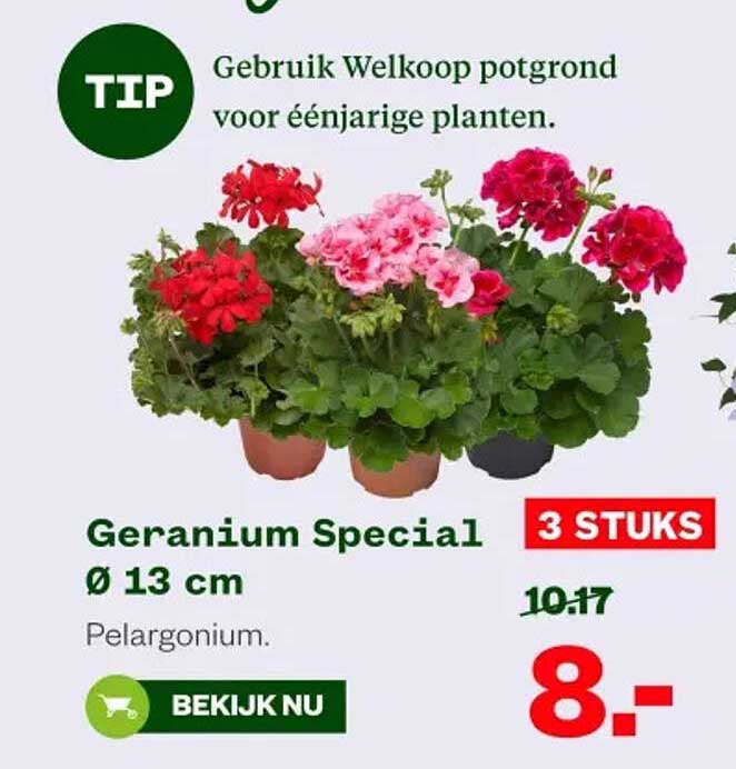 Geranium Special Ø 13 cm (3 STUKS)