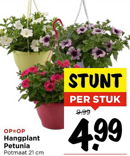 Hangplant Petunia
