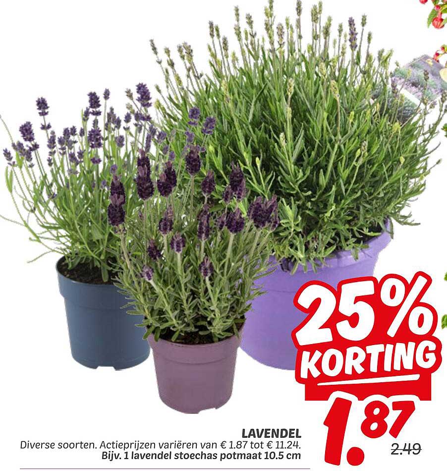 LAVENDEL