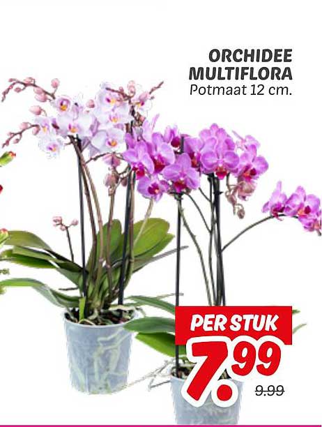 ORCHIDEE MULTIFLORA Potmaat 12 cm.