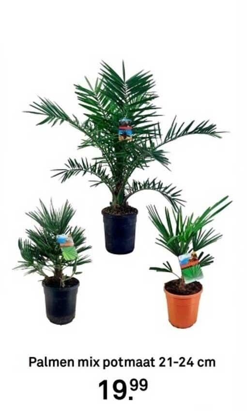 Palmen mix potmaat 21-24 cm
