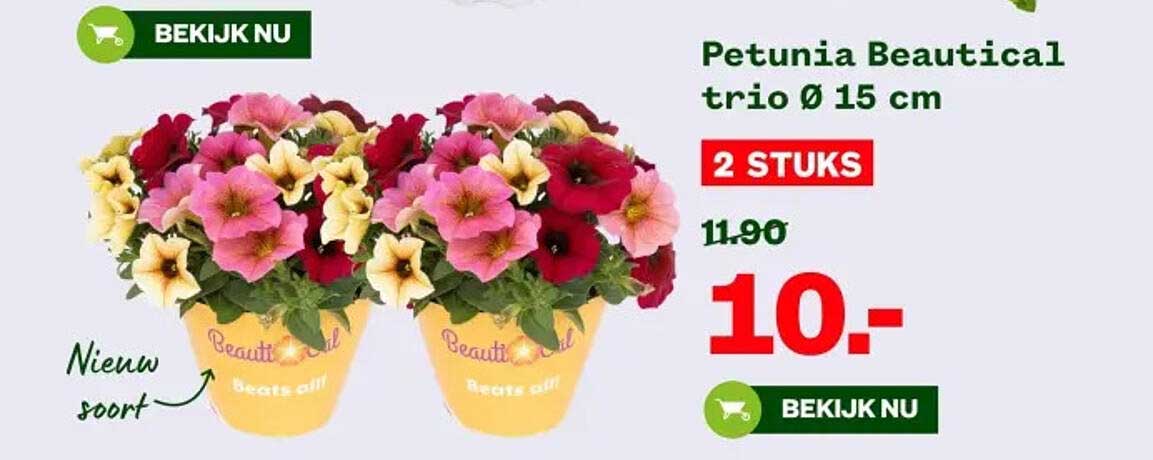 Petunia Beautical trio Ø 15 cm