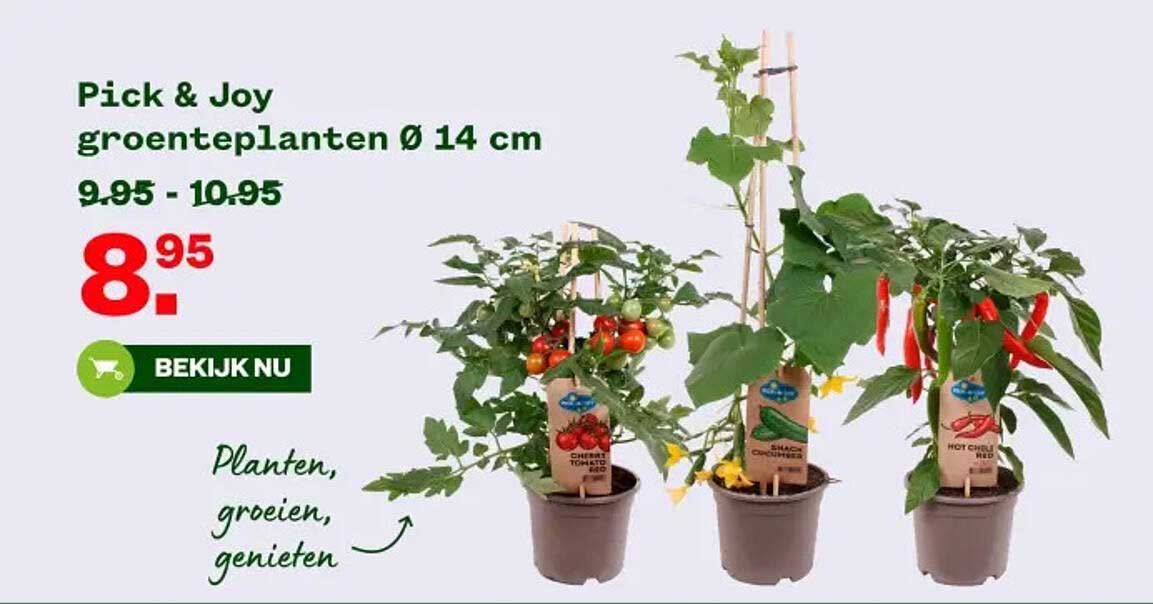 Pick & Joy groenteplanten Ø 14 cm