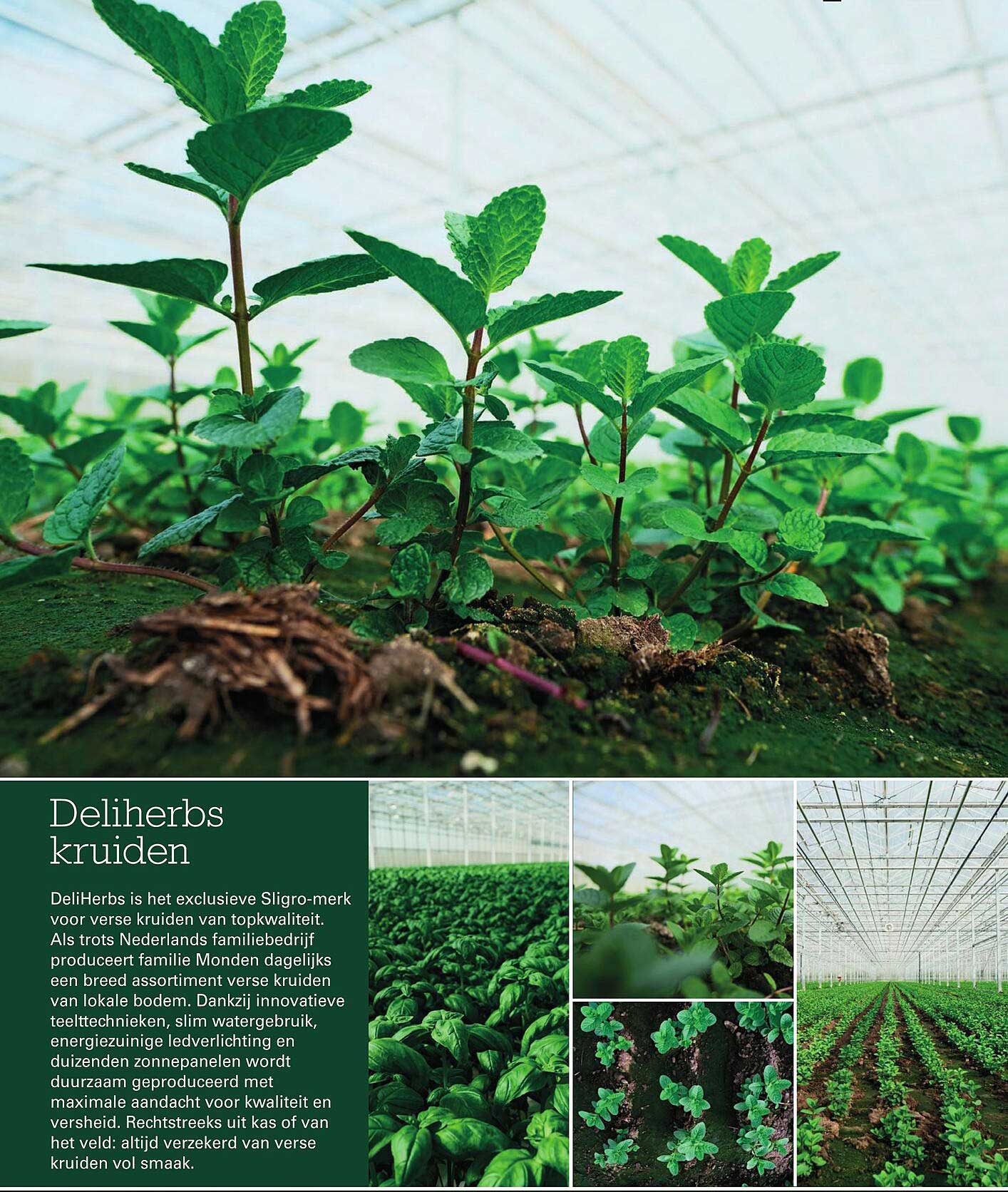 DeliHerbs kruiden
