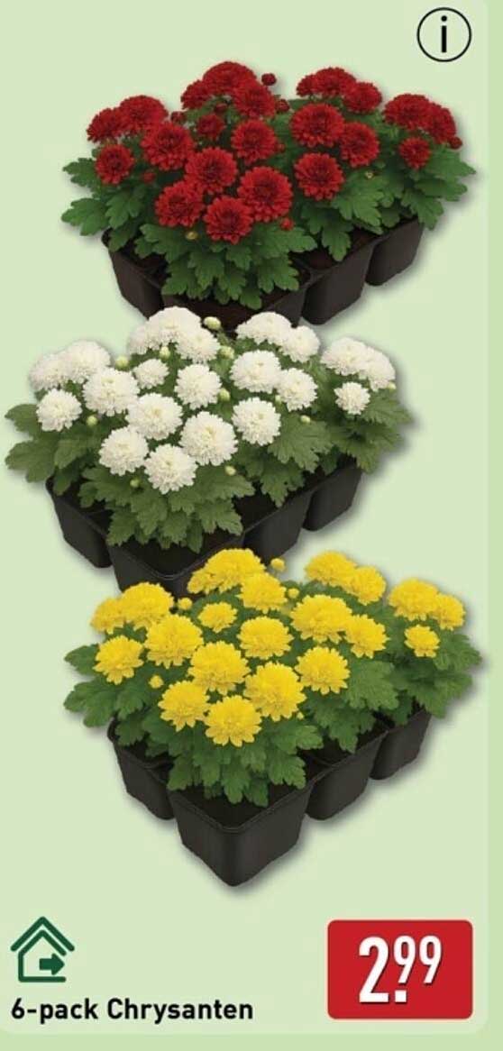 6-pack Chrysanten