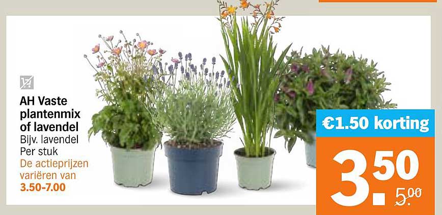 AH Vaste plantenmix of lavendel
