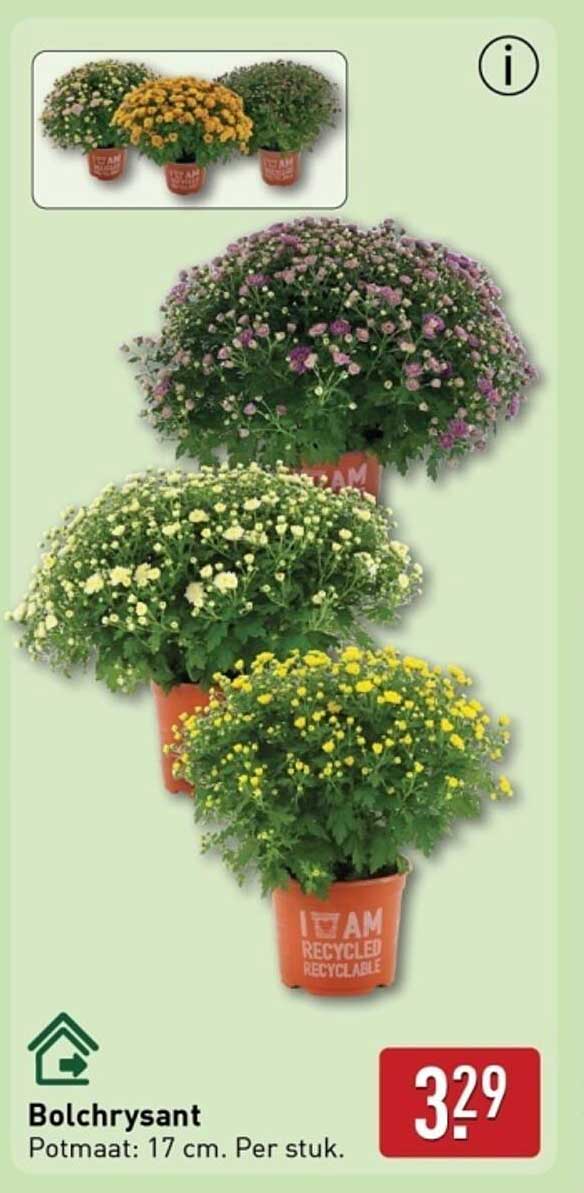 Bolchrysant