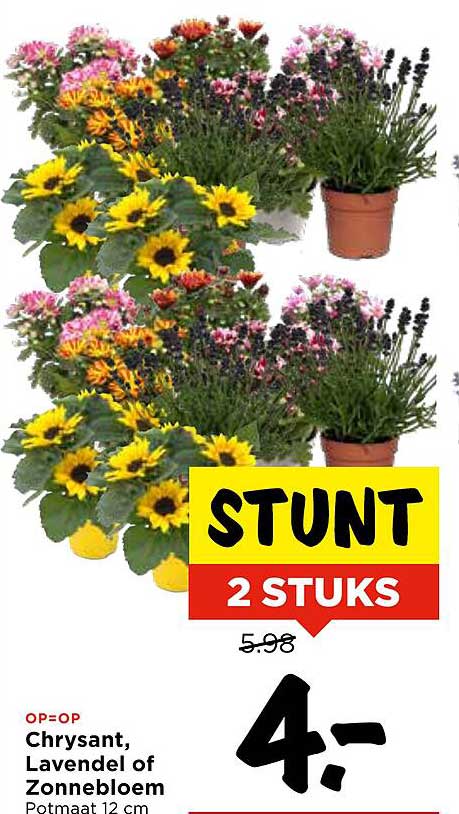 Chrysant, Lavendel of Zonnebloem 2 STUKS