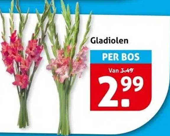 Gladiolen