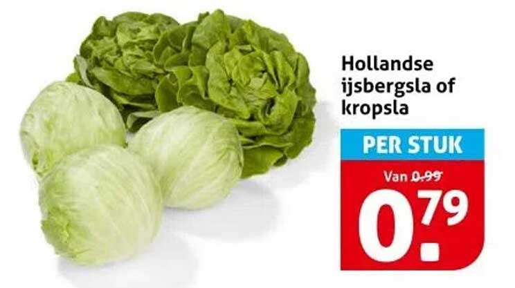 Hollandse ijsbergsla of kropsla