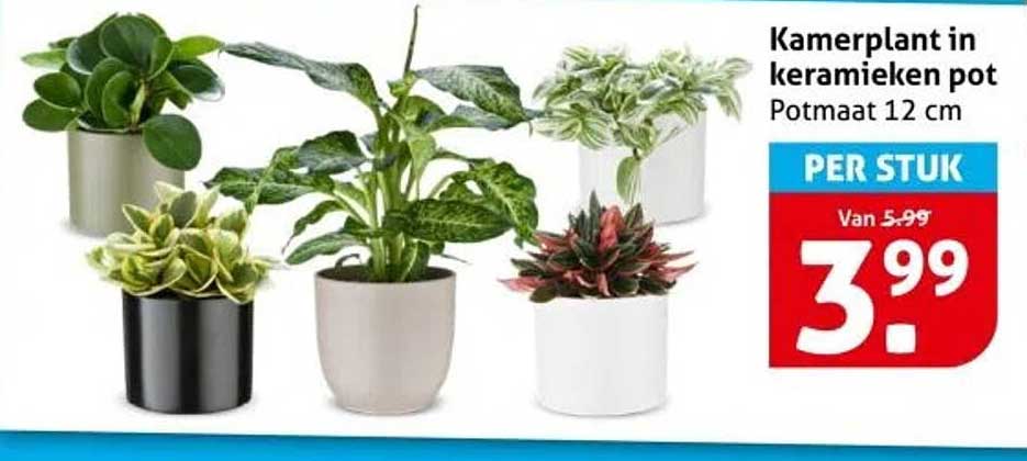 Kamerplant in keramieken pot Potmaat 12 cm