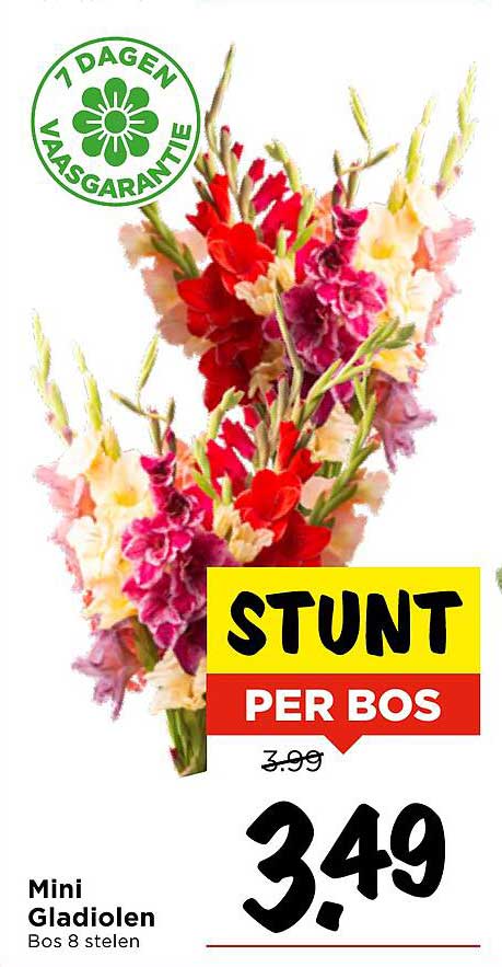 Mini Gladiolen Bos 8 stelen