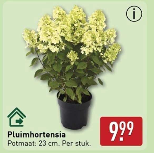 Pluimhortensia