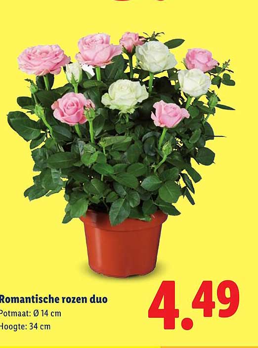 Romantische rozen duo