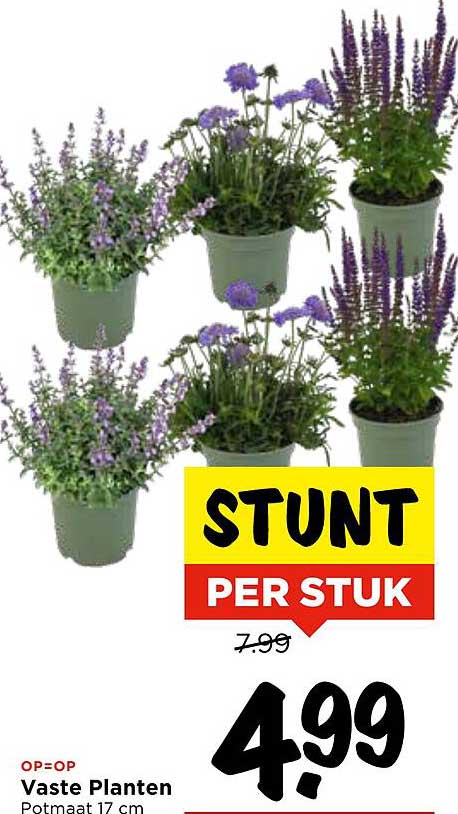 Vaste Planten 17 cm - Stunt per stuk
