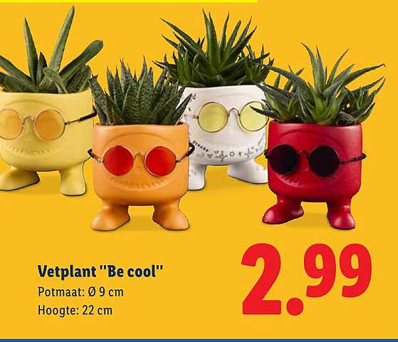Vetplant "Be cool"